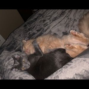 Meet your Posher, Chelsei